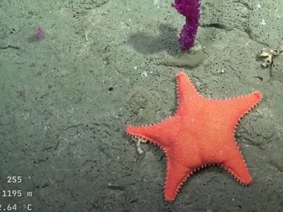 Por qué las estrellas de mar parecen tener "cola"