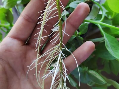 Si los tallos de tus plantas se rompieron, no te preocupes: mirá cómo curarlos con un ingrediente de tu cocina