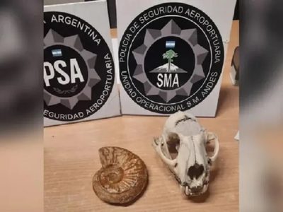 Secuestraron un cráneo de puma y un fósil prehistórico en el aeropuerto de San Martín de los Andes