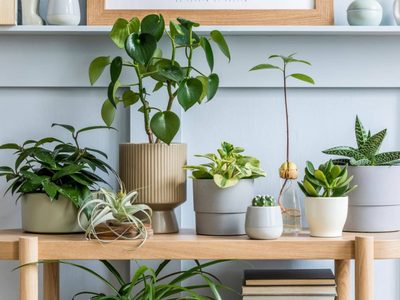 Las 5 plantas más poderosas que purificarán totalmente la energía de tu hogar