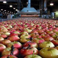 Debido a las sanciones a Rusia, la fruticultura le pedirá una ayuda millonaria al Gobierno nacional