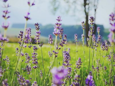 Linda y poderosa: la planta que no puede faltar en tu jardín y que tiene mil usos