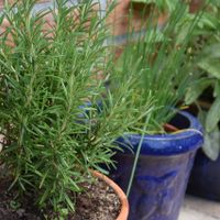 Conocé 3 increíbles trucos para reproducir tu planta de romero y en pocos pasos