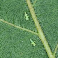 Reyes del camuflaje: los insectos que pasan desapercibidos en tu jardín y que podrían estar dañando tus plantas