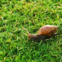 Curiosidades desconocidas acerca de los caracoles