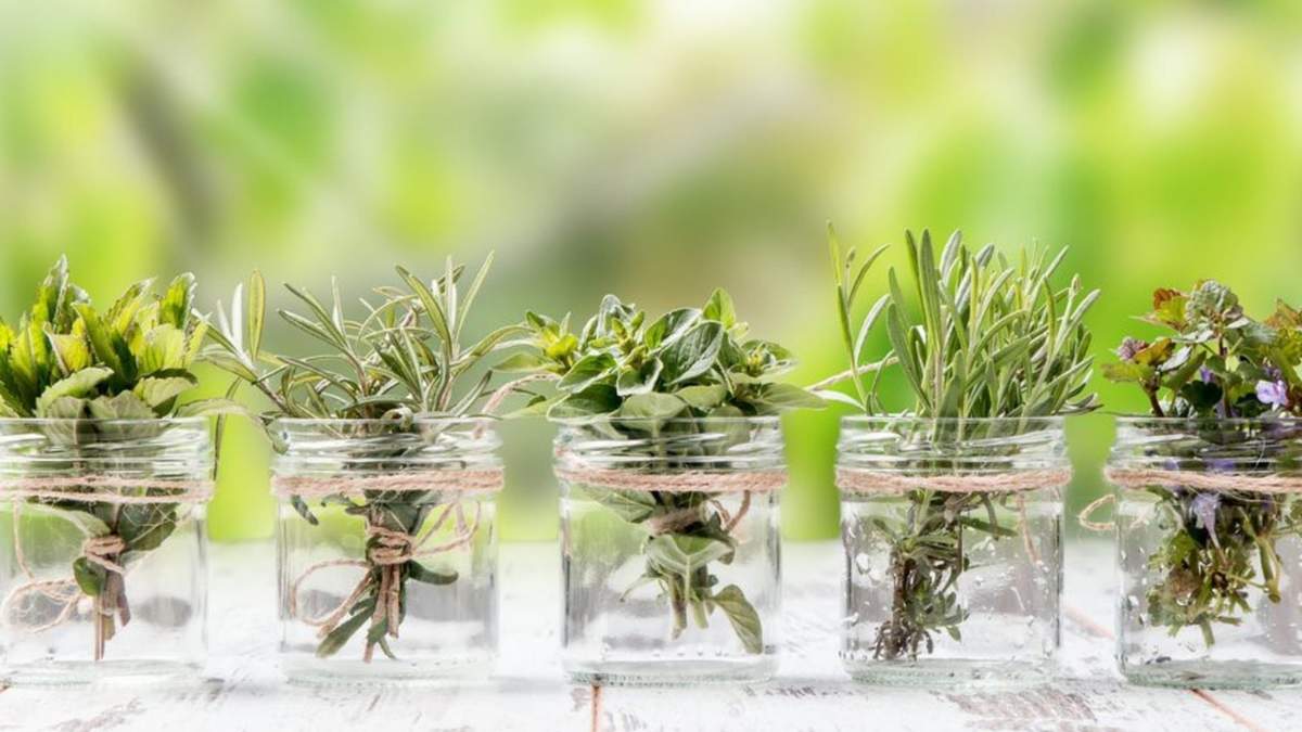 Plantas de agua. Fuente: (Instagram)