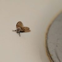 El truco milenario de la abuela para eliminar las molestas mosquitas que aparecen en tu baño
