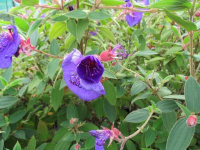 La planta aterciopelada que atrae a todos con sus flores azules espectaculares