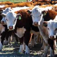 Ganadería en Neuquén: referentes analizaron la situación del sector