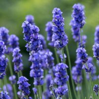 Ideal para principiantes: 3 plantas hermosas que aguantan el sol y que son duras de matar