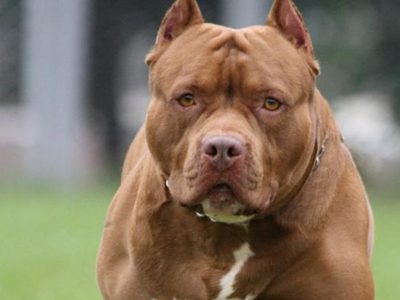 El propietario de un pitbull tendrá que pagar una multa por el mal comportamiento del perro