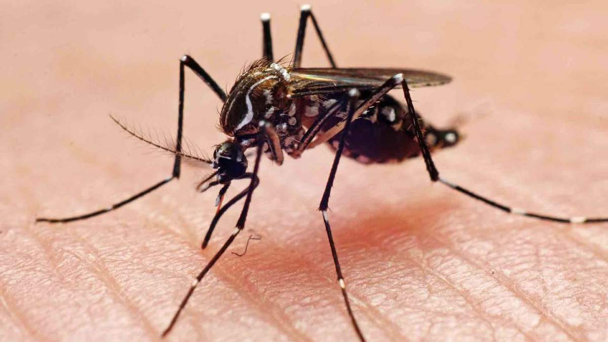 Ya comenzó a circular el dengue en algunas regiones del país. Fuente: (X)