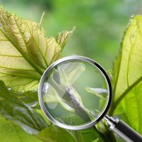No sufrás más: el truco facilísimo para eliminar a la cochinilla de tus plantas con 1 ingrediente de tu cocina