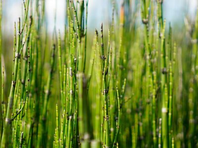 La planta que aguanta el frío y el calor, es fácil de cuidar y oro puro para tu salud y el cuidado de tu jardín