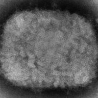 La OMS confirma más de 80 casos de la viruela del mono en 12 países