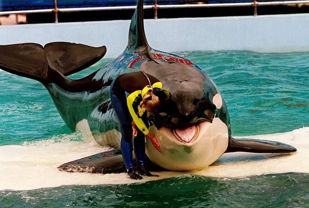 La orca Lolita