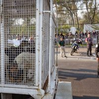 Gobierno de CDMX retira y resguarda animales maltratados del Refugio Franciscano en Cuajimalpa