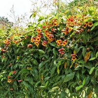 La planta que pocos conocen, de bajo mantenimiento, que regala flores hermosas todo el año