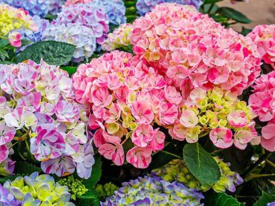 La planta de hermosas flores que muchos no quieren tener porque esconde un polémico secreto