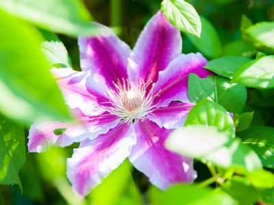 Pronto llegará la primavera: estas son las plantas que florecen todo el año y vas a querer tener en tu jardín
