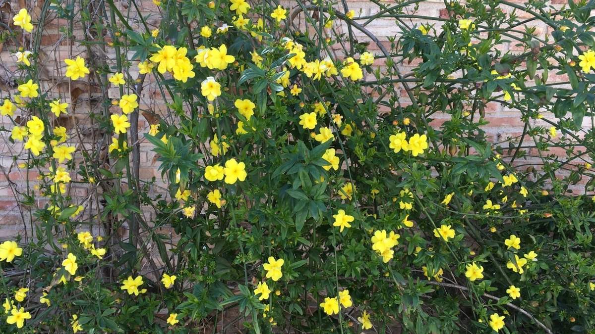 Plantas. Fuente: (Instagram)