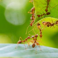 Con solo 3 ingredientes, la mezcla infalible para alejar a las hormigas de tu terraza o patio