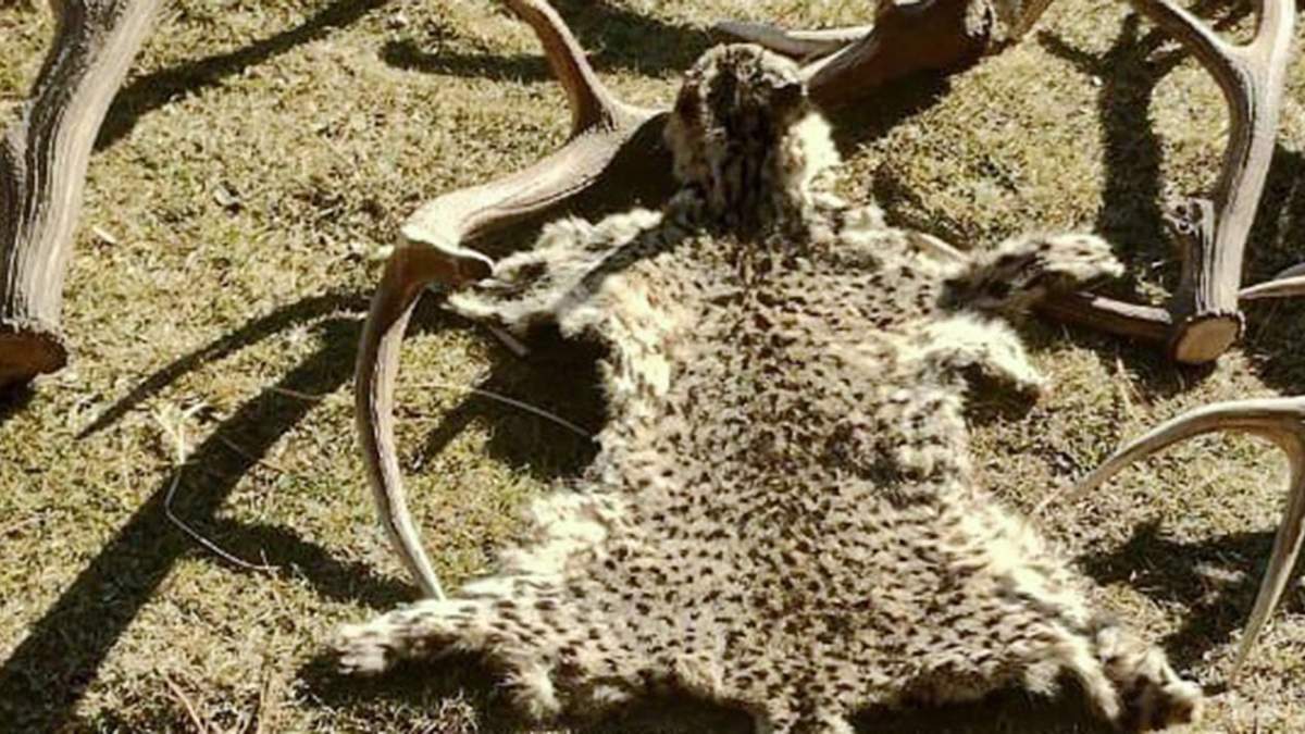 Recordaron la prohibición de caza de felinos en toda la provincia. Fuente: (Neuquén Informa).
