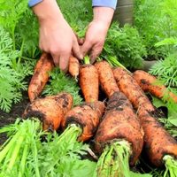 No tires las zanahorias cuando se ponen blandas: mirá este truco para revitalizarlas y dejarlas como nuevas