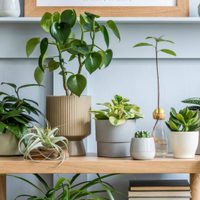 Las 5 plantas más poderosas que purificarán totalmente la energía de tu hogar