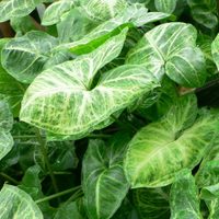 3 plantas hermosas que son perfectas para tener lejos de las ventanas