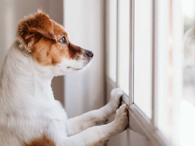 Algunas curiosidades sobre los perros para quererlos un poco más