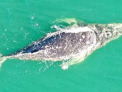 Una ballena jorobada brindó un show natural en Las Grutas