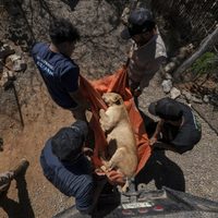 Tigres, jaguares o elefantes también huyen de la violencia de los cárteles