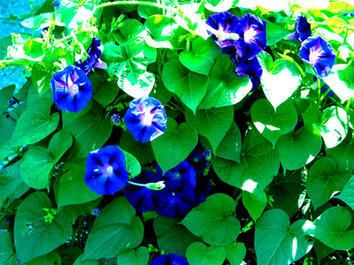 La planta de hermosas flores que crece sola en jardines y en la calle, pero que esconde un feo secreto