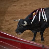 Corrida de toros: Detienen a 17 presuntos revendedores en la Plaza México