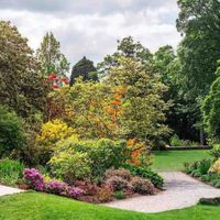 A prueba de principiantes: 3 árboles con flores divinas y fáciles de cuidar que son perfectos para decorar tu jardín