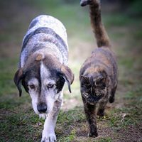 Señales de envejecimiento en nuestras mascotas: cómo detectarlas y mejorar su calidad de vida