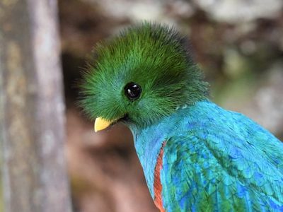 Curiosidades del Quetzal, el ave más hermosa de Latinoamérica, que destaca por su imponente plumaje
