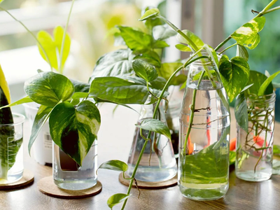 5 errores por los que los esquejes de tus plantas se mueren y no prosperan