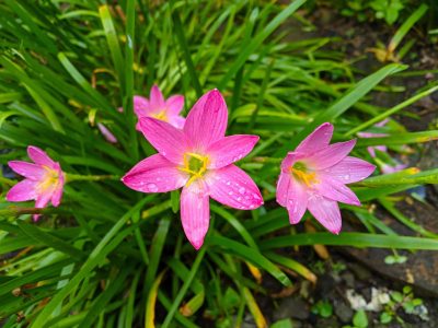 Conocé esta planta de flores hermosas que ama la lluvia