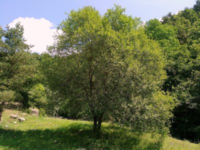 El árbol que se banca el frío, tiene propiedades curativas y podés propagar muy fácil esta temporada