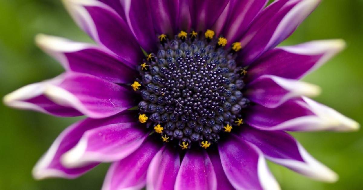 Plantas. Fuente: (Verdecora)
