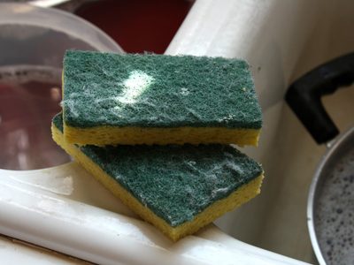 No tires la esponja vieja para lavar platos: dale este increíble uso para germinar semillas de plantas