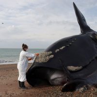 Qué se sabe sobre las 71 ballenas que aparecieron muertas en Península de Valdés