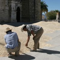 Con AMLO, una estrategia para perder ante el maíz transgénico, denuncian expertos