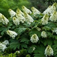La planta con hermosas hojas y flores que los viveros venden carísimas