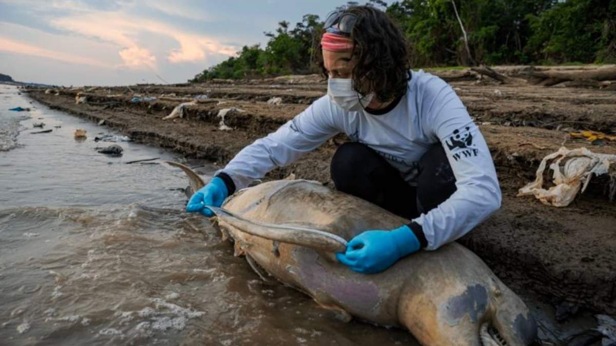 Uno de los delfines muertos en la Amazonía de Brasil