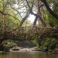 Los asombrosos puentes de raíces vivas de India también quieren su lugar en la Unesco