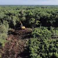 Tren Maya: el nuevo Poder Judicial rechaza amparo para detener destrucción de selva