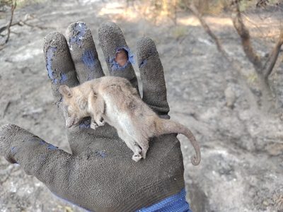 Mamíferos, anfibios y reptiles deberán sobrevivir al perder la biodiversidad por los incendios forestales